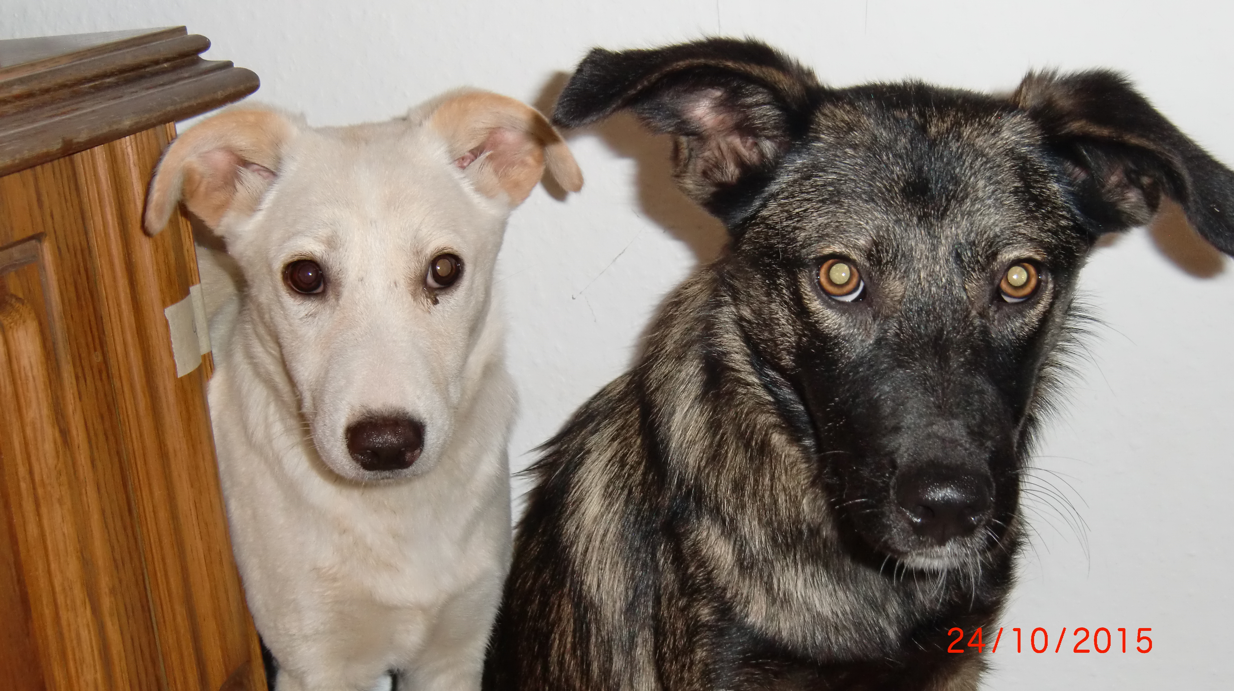 Abby und Raggy, der erste Tag_17