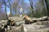 Hundebilder 12